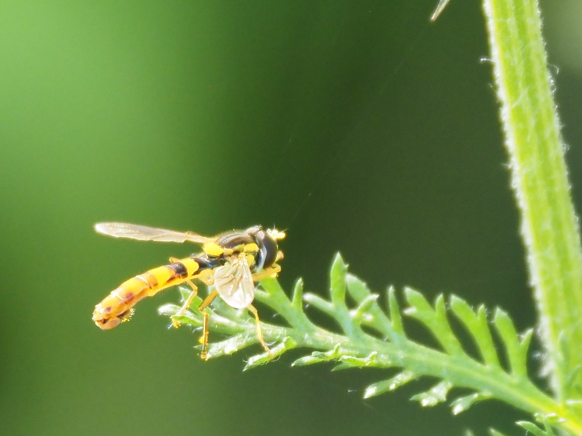  insecto vespa